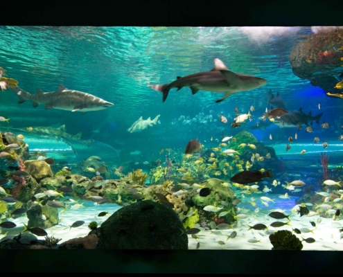 Ripley's Aquarium Canada